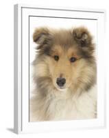 Portrait of a Rough Collie Puppy, 14 Weeks-Mark Taylor-Framed Photographic Print