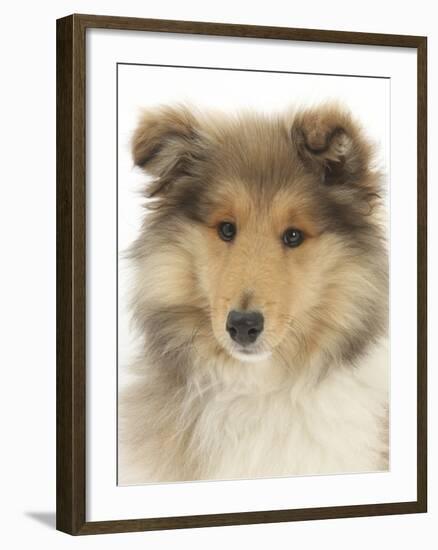 Portrait of a Rough Collie Puppy, 14 Weeks-Mark Taylor-Framed Photographic Print