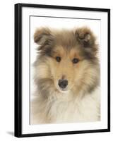 Portrait of a Rough Collie Puppy, 14 Weeks-Mark Taylor-Framed Photographic Print