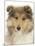 Portrait of a Rough Collie Puppy, 14 Weeks-Mark Taylor-Mounted Photographic Print