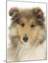 Portrait of a Rough Collie Puppy, 14 Weeks-Mark Taylor-Mounted Photographic Print