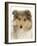 Portrait of a Rough Collie Puppy, 14 Weeks-Mark Taylor-Framed Photographic Print