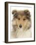 Portrait of a Rough Collie Puppy, 14 Weeks-Mark Taylor-Framed Photographic Print