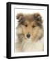 Portrait of a Rough Collie Puppy, 14 Weeks-Mark Taylor-Framed Photographic Print