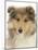 Portrait of a Rough Collie Puppy, 14 Weeks-Mark Taylor-Mounted Photographic Print