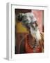 Portrait of a Sadhu, a Holy Man, Jaipur, Rajasthan State, India-Gavin Hellier-Framed Photographic Print