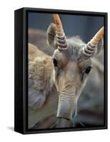 Portrait of a Saiga Male Cherniye Zemly Zapovednik, Russia-Igor Shpilenok-Framed Stretched Canvas