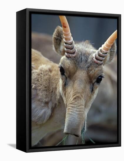 Portrait of a Saiga Male Cherniye Zemly Zapovednik, Russia-Igor Shpilenok-Framed Stretched Canvas