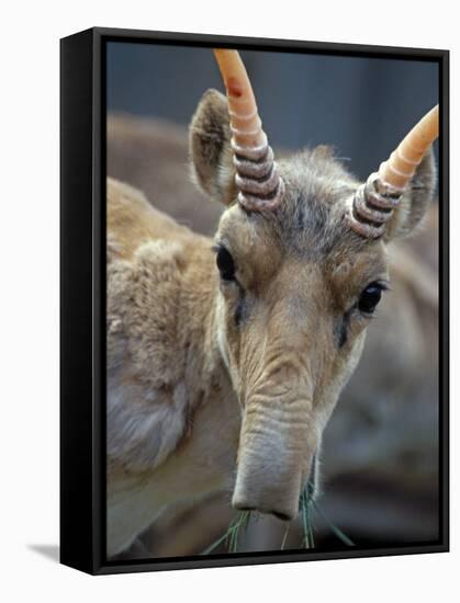 Portrait of a Saiga Male Cherniye Zemly Zapovednik, Russia-Igor Shpilenok-Framed Stretched Canvas