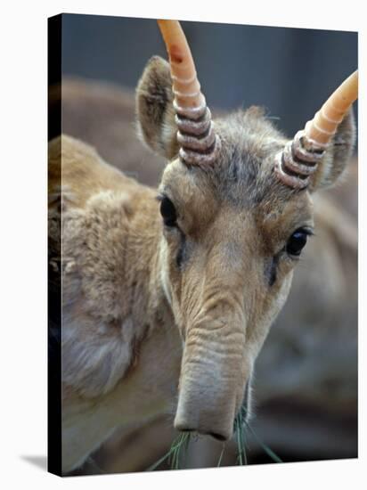 Portrait of a Saiga Male Cherniye Zemly Zapovednik, Russia-Igor Shpilenok-Stretched Canvas