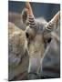 Portrait of a Saiga Male Cherniye Zemly Zapovednik, Russia-Igor Shpilenok-Mounted Premium Photographic Print