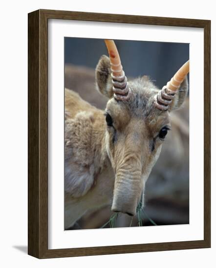 Portrait of a Saiga Male Cherniye Zemly Zapovednik, Russia-Igor Shpilenok-Framed Photographic Print