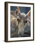 Portrait of a Saiga Male Cherniye Zemly Zapovednik, Russia-Igor Shpilenok-Framed Photographic Print