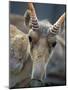 Portrait of a Saiga Male Cherniye Zemly Zapovednik, Russia-Igor Shpilenok-Mounted Photographic Print