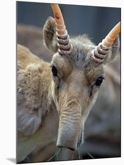 Portrait of a Saiga Male Cherniye Zemly Zapovednik, Russia-Igor Shpilenok-Mounted Photographic Print