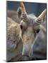 Portrait of a Saiga Male Cherniye Zemly Zapovednik, Russia-Igor Shpilenok-Mounted Photographic Print