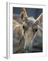 Portrait of a Saiga Male Cherniye Zemly Zapovednik, Russia-Igor Shpilenok-Framed Photographic Print