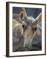 Portrait of a Saiga Male Cherniye Zemly Zapovednik, Russia-Igor Shpilenok-Framed Photographic Print