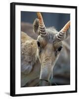 Portrait of a Saiga Male Cherniye Zemly Zapovednik, Russia-Igor Shpilenok-Framed Photographic Print