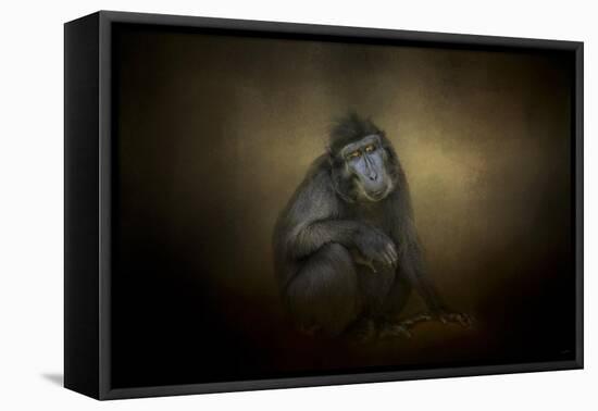 Portrait of a Savannah Baboon-Jai Johnson-Framed Stretched Canvas