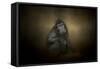 Portrait of a Savannah Baboon-Jai Johnson-Framed Stretched Canvas