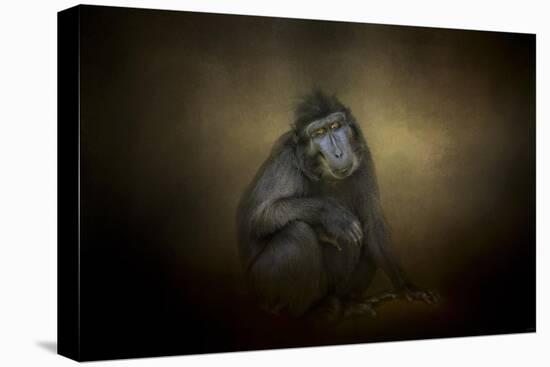 Portrait of a Savannah Baboon-Jai Johnson-Stretched Canvas