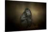 Portrait of a Savannah Baboon-Jai Johnson-Stretched Canvas