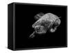 Portrait of a Sea Turtle in Black and White-Robin Wechsler-Framed Stretched Canvas