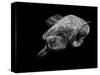 Portrait of a Sea Turtle in Black and White-Robin Wechsler-Stretched Canvas
