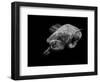 Portrait of a Sea Turtle in Black and White-Robin Wechsler-Framed Giclee Print