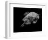 Portrait of a Sea Turtle in Black and White-Robin Wechsler-Framed Giclee Print