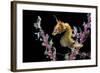 Portrait of a Severn's Pygmy Seahorse (Hippocampus Severnsi) at Mioskon Island-Alex Mustard-Framed Photographic Print