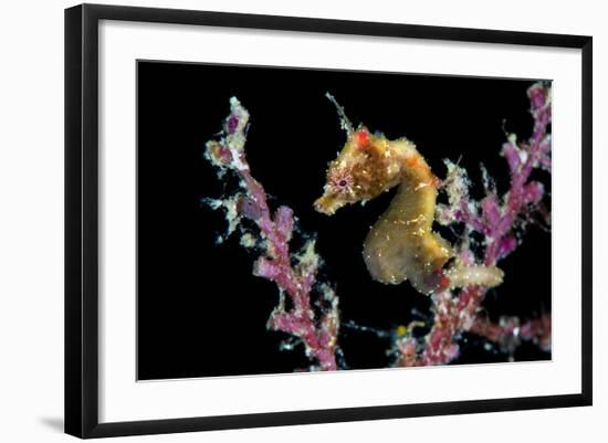 Portrait of a Severn's Pygmy Seahorse (Hippocampus Severnsi) at Mioskon Island-Alex Mustard-Framed Photographic Print