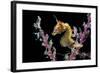 Portrait of a Severn's Pygmy Seahorse (Hippocampus Severnsi) at Mioskon Island-Alex Mustard-Framed Photographic Print