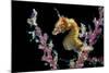 Portrait of a Severn's Pygmy Seahorse (Hippocampus Severnsi) at Mioskon Island-Alex Mustard-Mounted Photographic Print