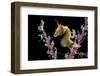 Portrait of a Severn's Pygmy Seahorse (Hippocampus Severnsi) at Mioskon Island-Alex Mustard-Framed Photographic Print