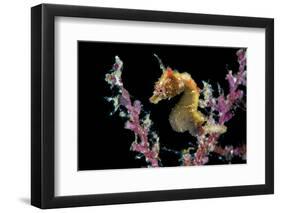 Portrait of a Severn's Pygmy Seahorse (Hippocampus Severnsi) at Mioskon Island-Alex Mustard-Framed Photographic Print