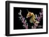 Portrait of a Severn's Pygmy Seahorse (Hippocampus Severnsi) at Mioskon Island-Alex Mustard-Framed Photographic Print