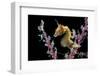 Portrait of a Severn's Pygmy Seahorse (Hippocampus Severnsi) at Mioskon Island-Alex Mustard-Framed Photographic Print