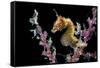 Portrait of a Severn's Pygmy Seahorse (Hippocampus Severnsi) at Mioskon Island-Alex Mustard-Framed Stretched Canvas