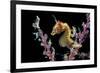 Portrait of a Severn's Pygmy Seahorse (Hippocampus Severnsi) at Mioskon Island-Alex Mustard-Framed Photographic Print