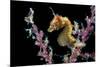 Portrait of a Severn's Pygmy Seahorse (Hippocampus Severnsi) at Mioskon Island-Alex Mustard-Mounted Photographic Print