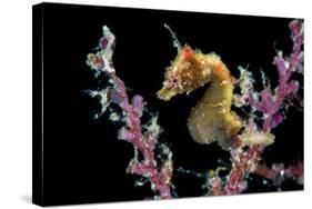 Portrait of a Severn's Pygmy Seahorse (Hippocampus Severnsi) at Mioskon Island-Alex Mustard-Stretched Canvas