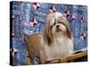 Portrait of a Shih Tzu-Zandria Muench Beraldo-Stretched Canvas