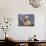 Portrait of a Shih Tzu-Zandria Muench Beraldo-Photographic Print displayed on a wall