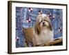 Portrait of a Shih Tzu-Zandria Muench Beraldo-Framed Photographic Print