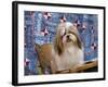 Portrait of a Shih Tzu-Zandria Muench Beraldo-Framed Photographic Print