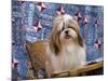 Portrait of a Shih Tzu-Zandria Muench Beraldo-Mounted Photographic Print