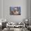 Portrait of a Shih Tzu-Zandria Muench Beraldo-Photographic Print displayed on a wall