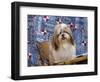 Portrait of a Shih Tzu-Zandria Muench Beraldo-Framed Photographic Print